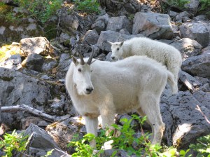 Mountain goats on the crest of the High Divide