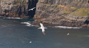 Cape St. Mary's Ecological Reserve