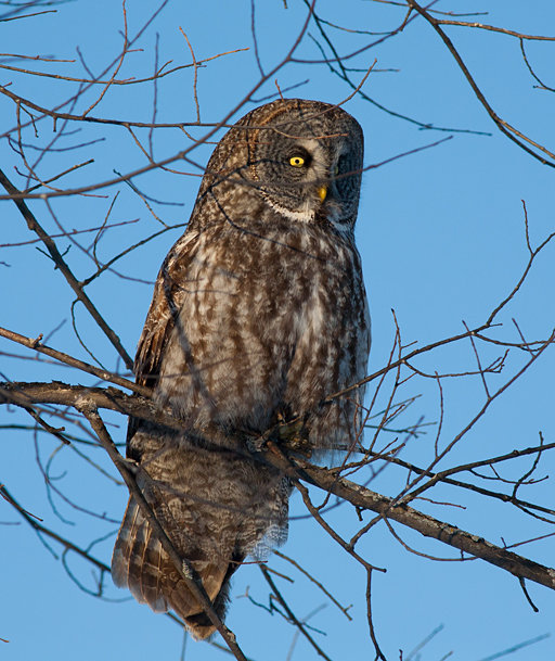Great Grey Owl
