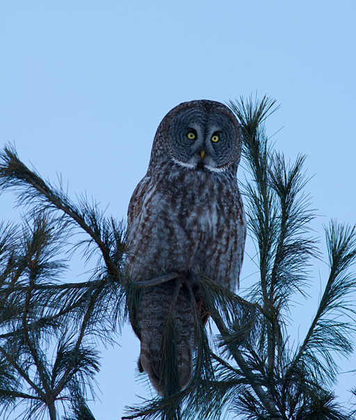 Great Grey Owl