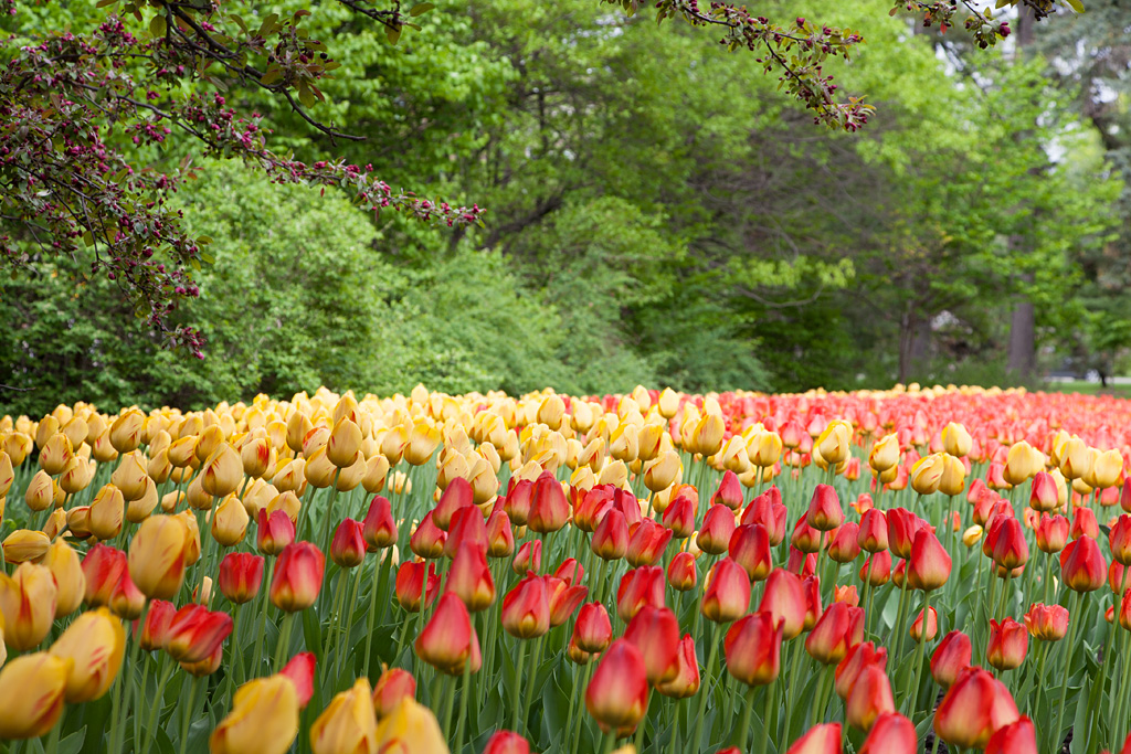 Ottawa Tulips