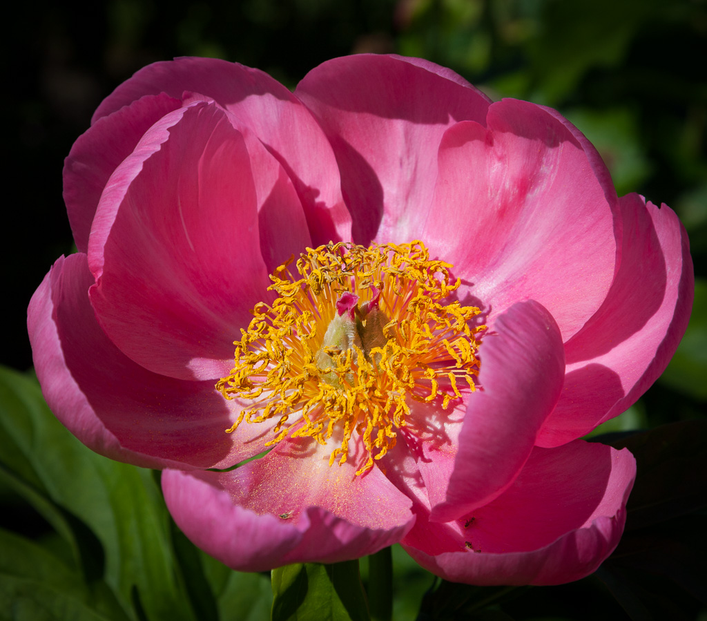 Peonies at the Experimental&nbsp;Farm