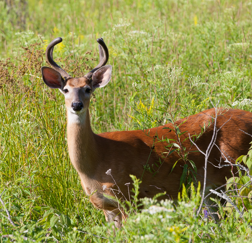 Stopping for a slice of North Bay cottage&nbsp;life