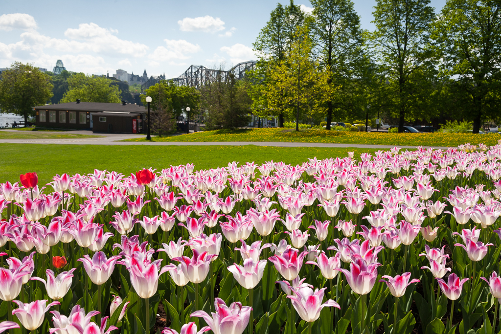 Ottawa Tulip Festival – 2015&nbsp;Edition