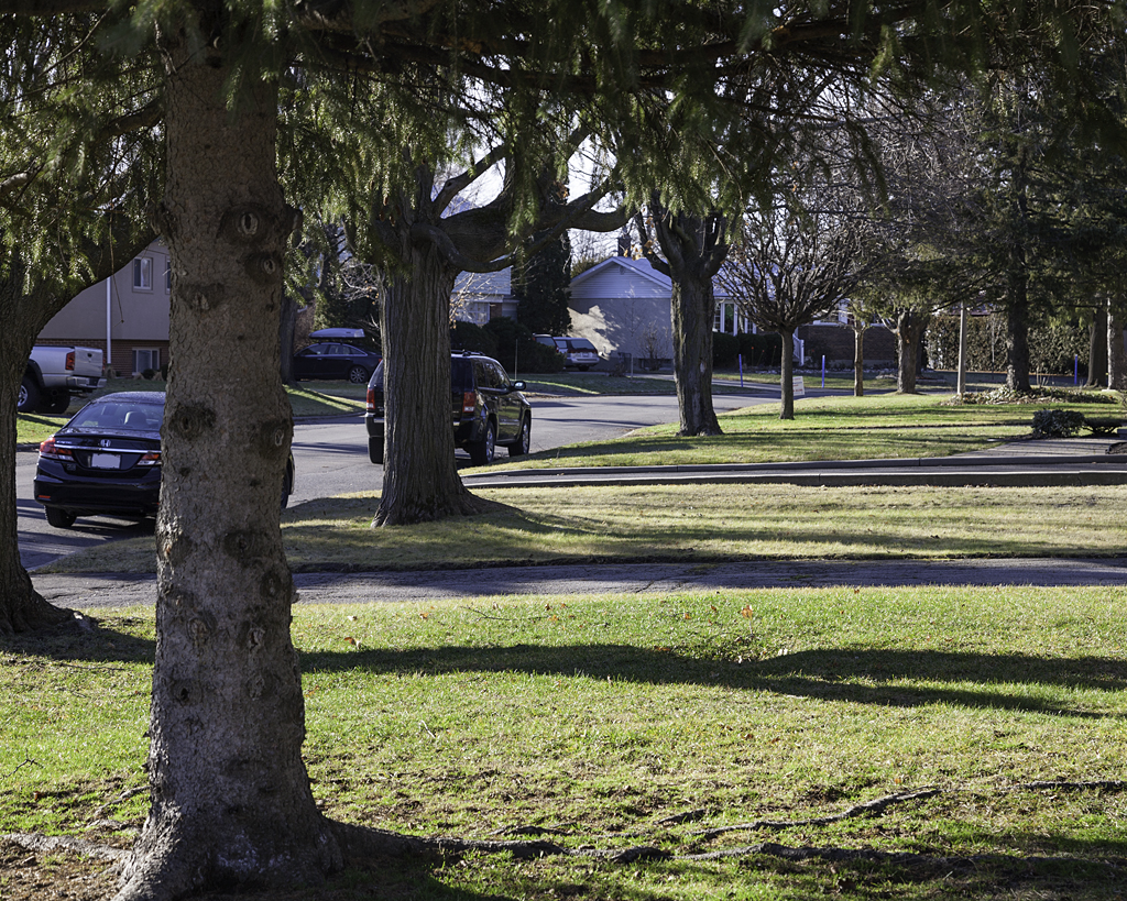 A California Christmas in&nbsp;Ottawa